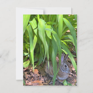 Cute Cottontail Rabbit Sitta under Tiger Lily Vykort