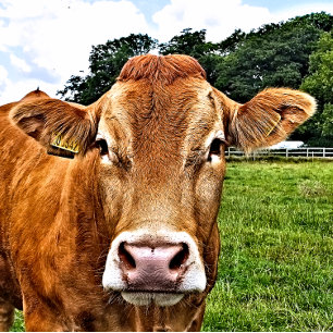 CUTE COW