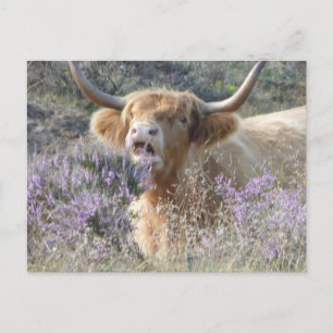 Cute Cow Close Up DIY Postcard Vykort