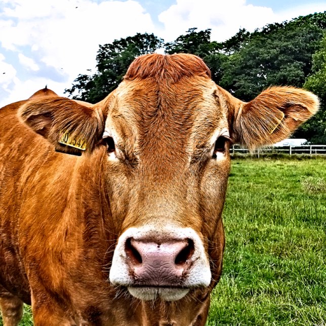 CUTE COW FYRKANTIGT KLISTERMÄRKE (A photographic design of a cute cow.)