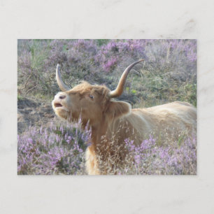 Cute Cow i Heathland DIY-vykort Vykort