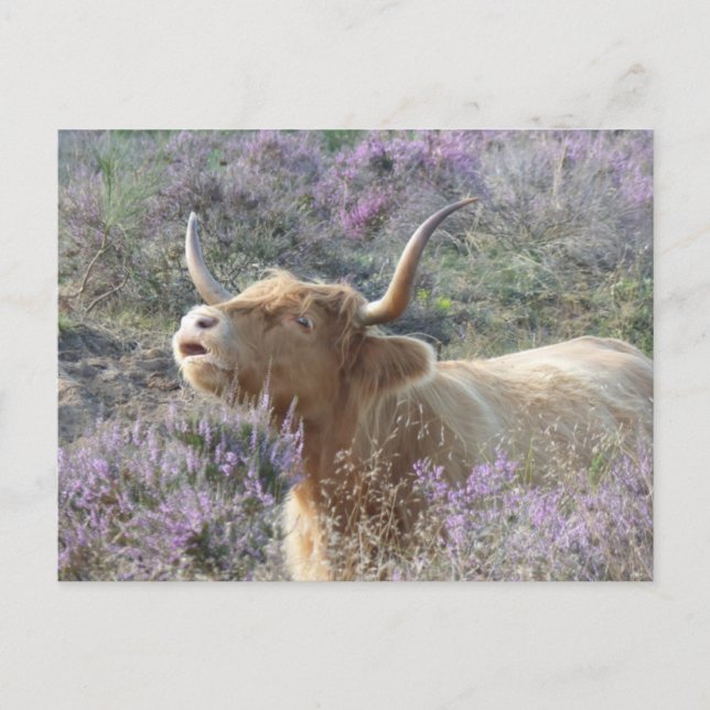 Cute Cow i Heathland DIY-vykort Vykort (Framsida)