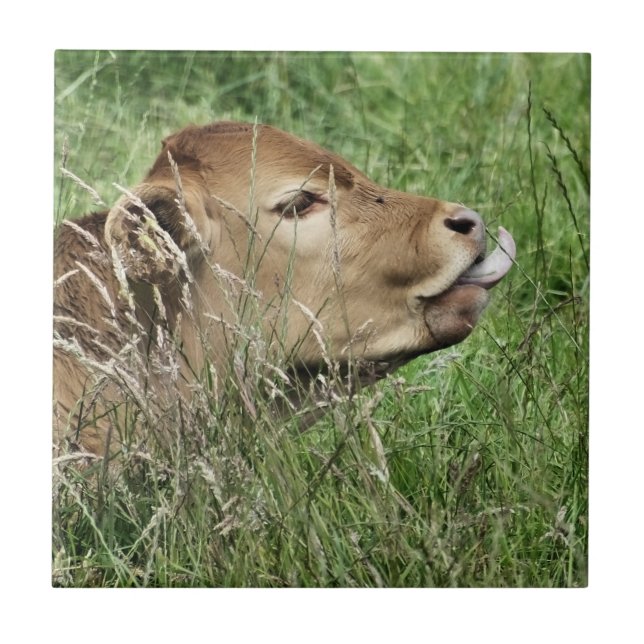 CUTE COW KAKELPLATTA (Framsidan)