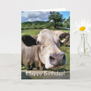 CUTE COW KORT