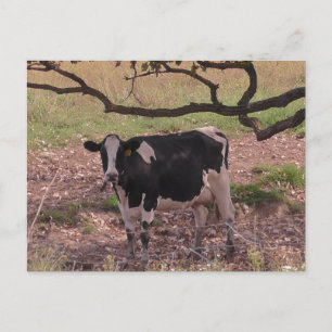 Cute Cow under Träd Vykort