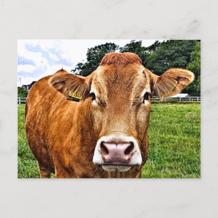 CUTE COW VYKORT