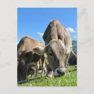Cute cows in Austria Vykort