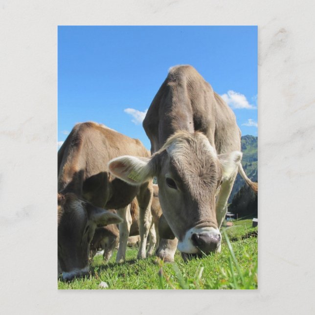 Cute cows in Austria Vykort (Framsida)