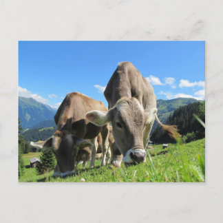 Cute cows in Austria Vykort