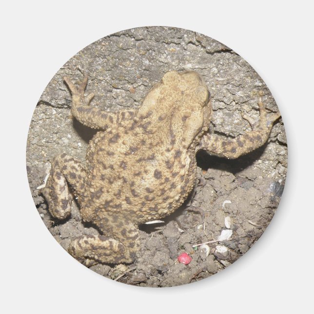 Cute Crawling Toad Magnet (Framsidan)