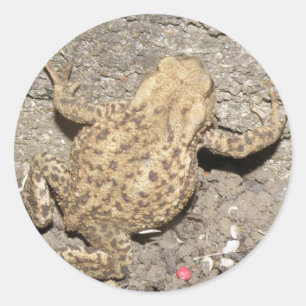Cute Crawling Toad Stickers Runt Klistermärke