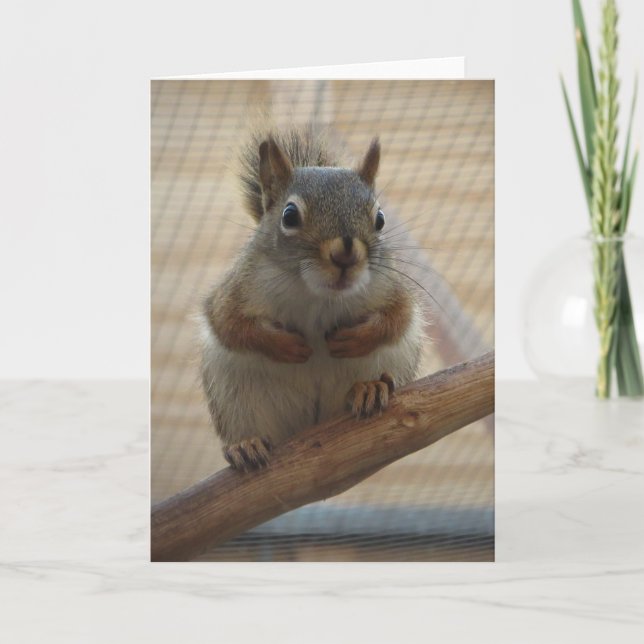 Cute Crouching Squirrel på Gren Kort (Framsida)