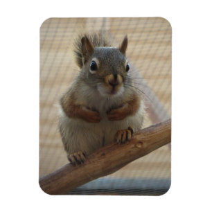 Cute Crouching Squirrel på Gren Magnet