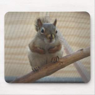 Cute Crouching Squirrel på Gren Musmatta