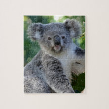 Cute cudely Australian koala