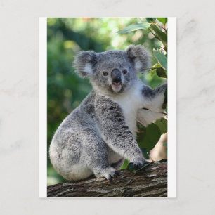 Cute cudely Australian koala Vykort