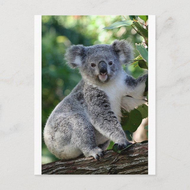 Cute cudely Australian koala Vykort (Framsida)