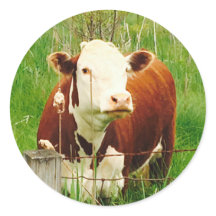 Cute Cudely Cow 4Carla