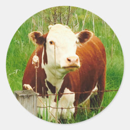 Cute Cudely Cow 4Carla Runt Klistermärke