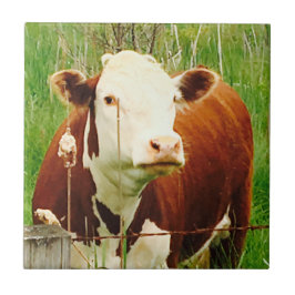Cute Cudely Cow Friend 4Jeremy Kakelplatta