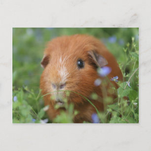 Cute cudely ginger guinea gris utanför gräs vykort