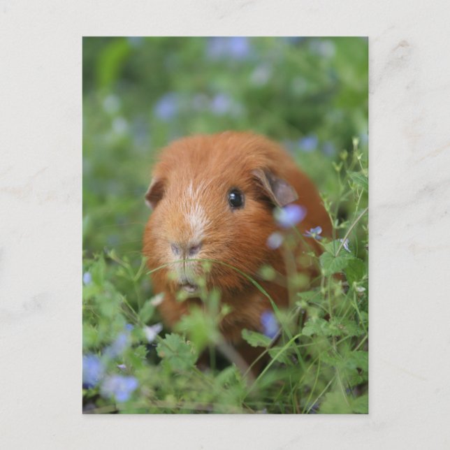 Cute cudely ginger guinea gris utanför gräs vykort (Framsida)