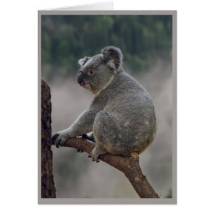 Cute Cudely Koala Bear Animal Roligt Birday Hälsningskort