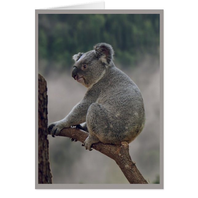 Cute Cudely Koala Bear Animal Roligt Birday Hälsningskort (Framsidan)