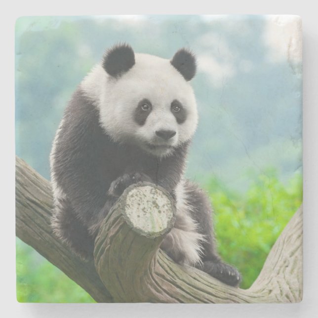 Cute Cudely Panda Bear Sitta vid Träd Gren Stenunderlägg (Framsidan)