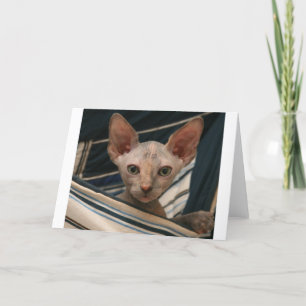 Cute curios sphynx kitten kort
