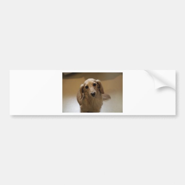 Cute dachschund hund bildekal (Framsidan)