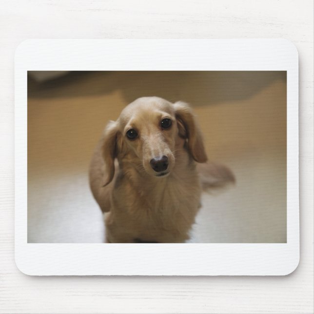 Cute dachschund hund musmatta (Framsidan)