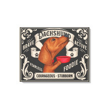 Cute Dachshund Beging for Food