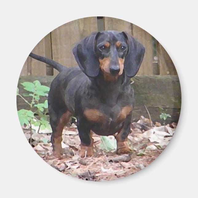 Cute Dachshund magnet (Framsidan)