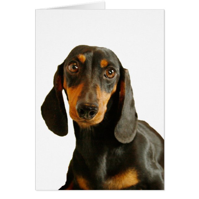 Cute Dachshund (Miniature Brown Kort Hade) (Framsidan)