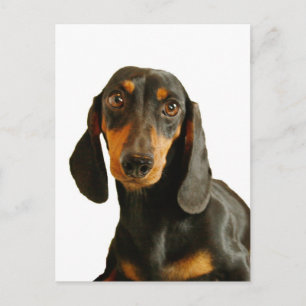 Cute Dachshund (Miniature Brown Kort Hated)