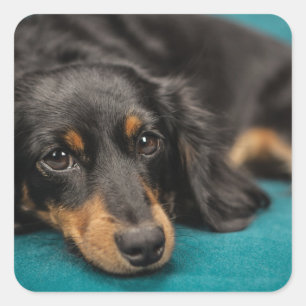 Cute Dachshund nere Fyrkantigt Klistermärke