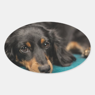 Cute Dachshund nere Ovalt Klistermärke