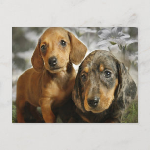 Cute Dachshund Puppies (Brown/Black) Vykort