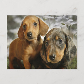 Cute Dachshund Puppies (Brown/Black) Vykort