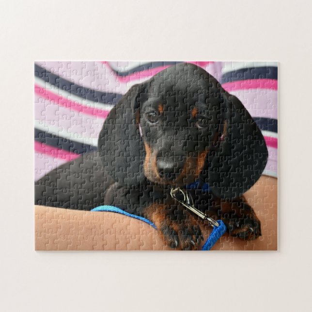 Cute Dachshund Puppy Photo Pussel (Horisontell)