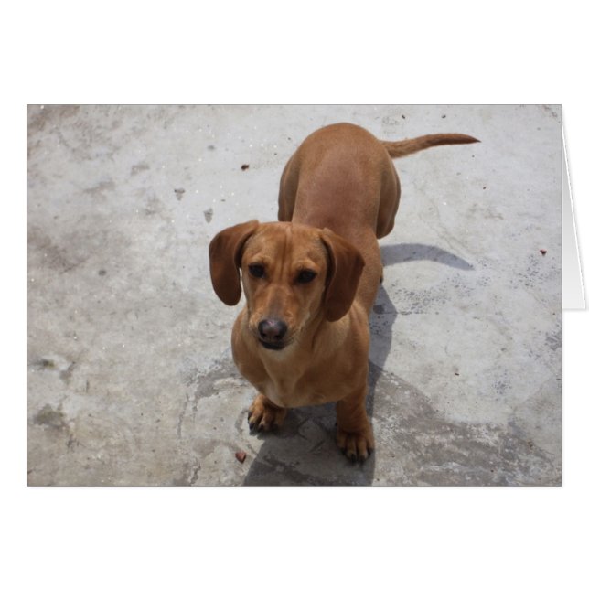 Cute Dachshund-samling Hälsningskort (Framsidan Horizontal)