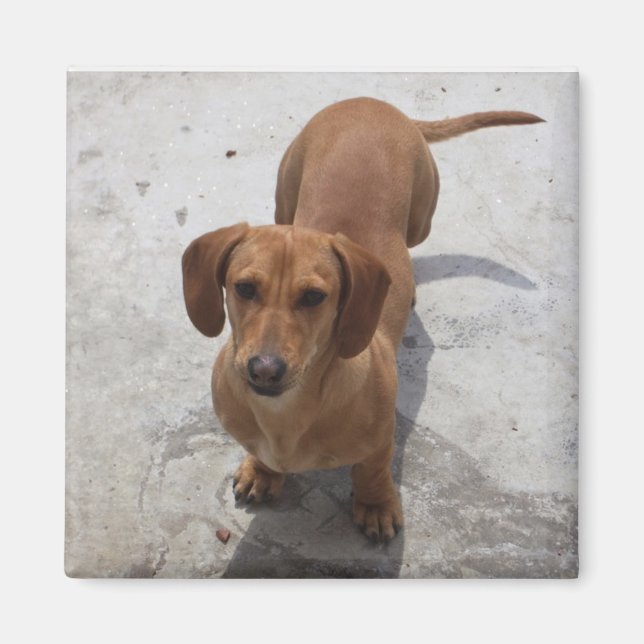 Cute Dachshund-samling Magnet (Framsidan)