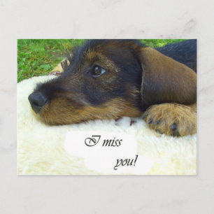 Cute Dachshund Vykort