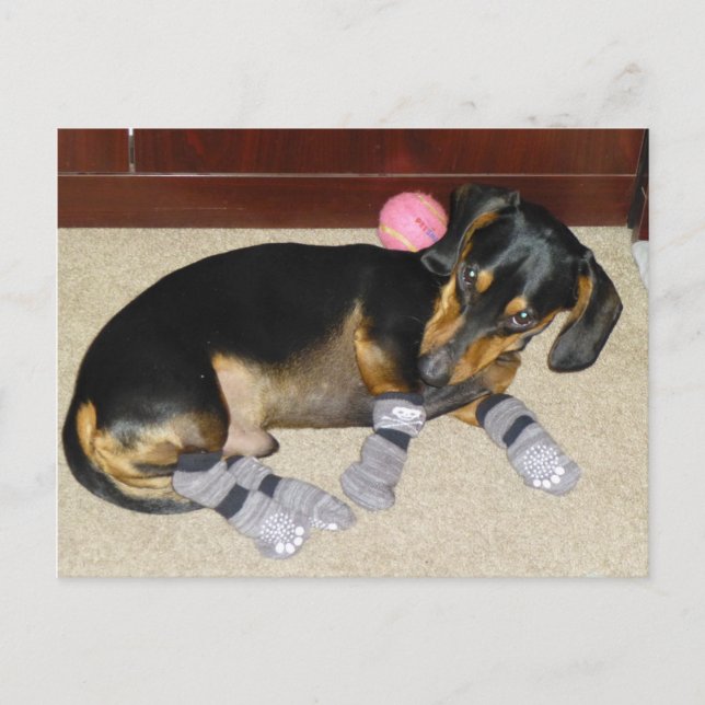Cute Dachshund Wearing Socks Vykort (Framsida)