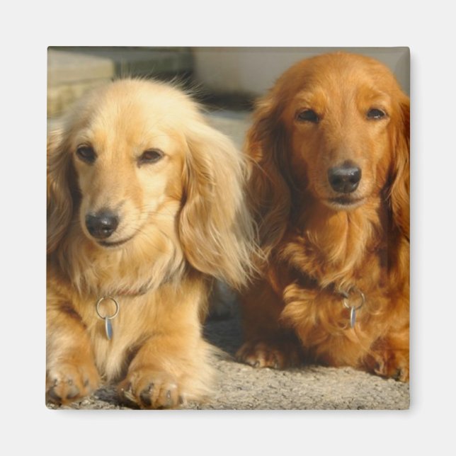 Cute dachshunds magnet (Framsidan)