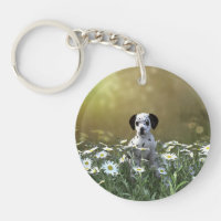 Cute Dalmatian Puppy i Daisy