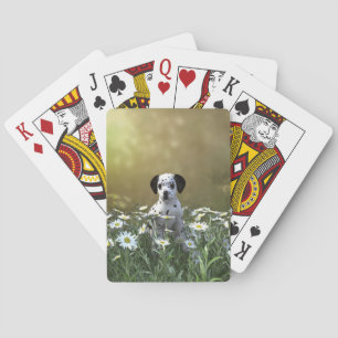 Cute Dalmatian Puppy i Daisy Casinokort