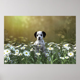 Cute Dalmatian Puppy i Daisy Poster