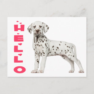 Cute Dalmatien Puppy Hund Hej Thinking You Vykort